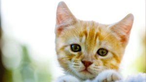Las mejores imágenes de gatitos tristes