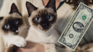 ¿Cuánto cuesta un gato siamés?