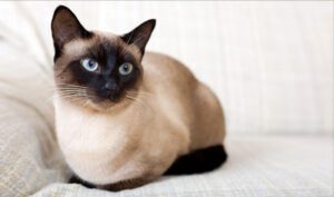El gato Siamés, fotos, características y personalidad