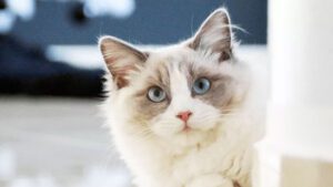 10 razas de gatitos para consquistar a tu crush