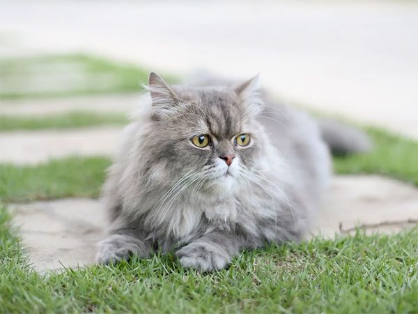  Cu nto Cuesta Un Gato Persa Es Una Locura 