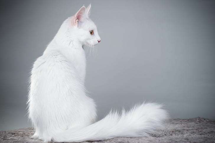  Cu nto Cuesta Un Gato Angora Turco 