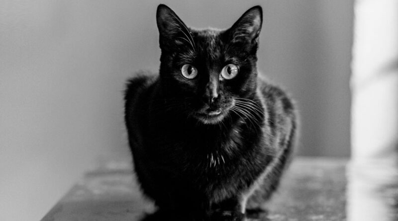 mitos y verdades del gato negro