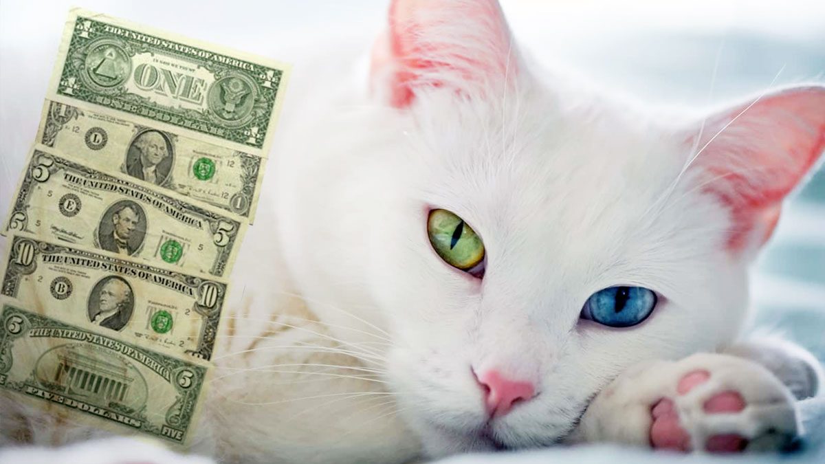  Cu nto Cuesta Un Gato Angora Turco 
