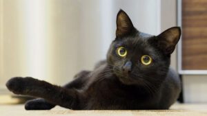 Top 11 hermosas razas de gatos negros