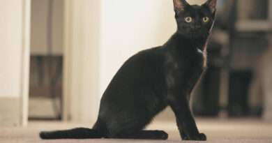 Significado espiritual del gato negro