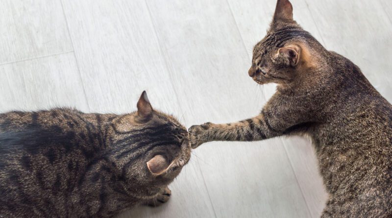agresión entre gatos