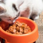 elejir comida para gatito pequeño