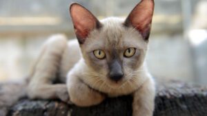10 razas de gatos con la esperanza de vida más larga