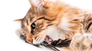 ¿Por qué los gatos traen regalos a sus dueños?