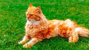 25 razas de gatos naranjas y hermosos patrones atigrados