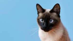 Gatos siameses negros: ¿existe tal raza?