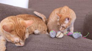 10 Mejores juguetes de ratones para gatos