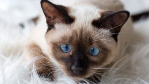 10 tipos de gatos siameses (con fotos)