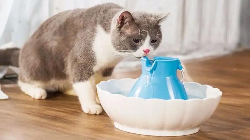 Las mejores fuentes de agua para gatos del mercado 2023